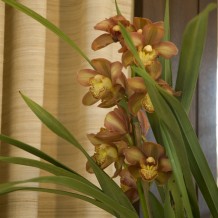 Mountain View Orchid Drape Linen